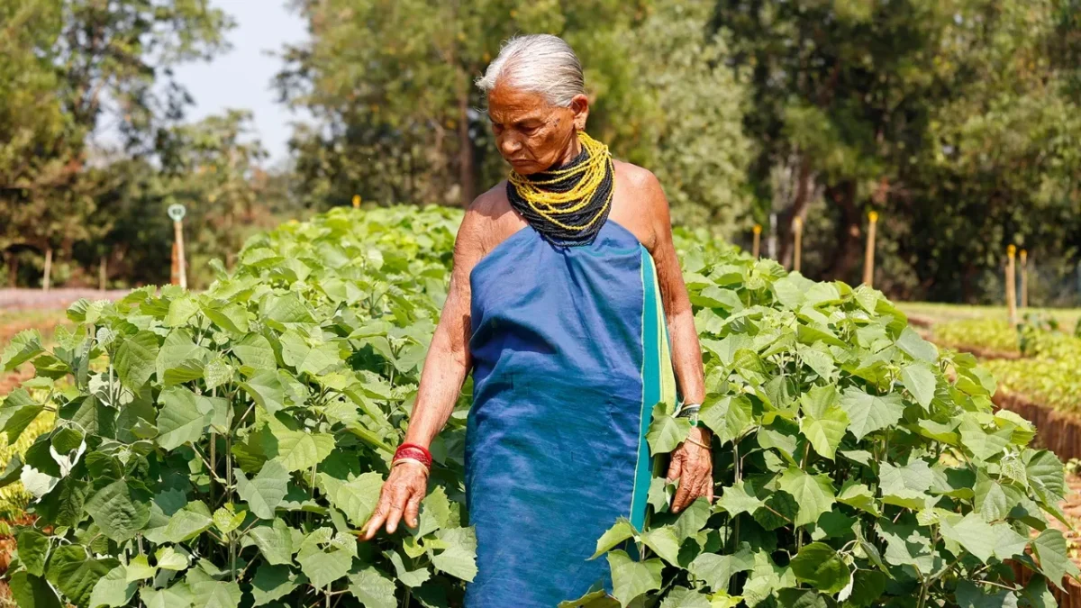 तुलसी गौड़ा